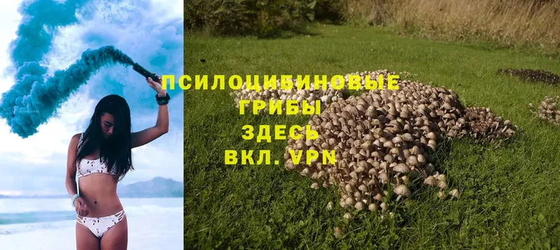 OMG онион  маркетплейс официальный сайт  Галлюциногенные грибы Magic Shrooms  Отрадное 